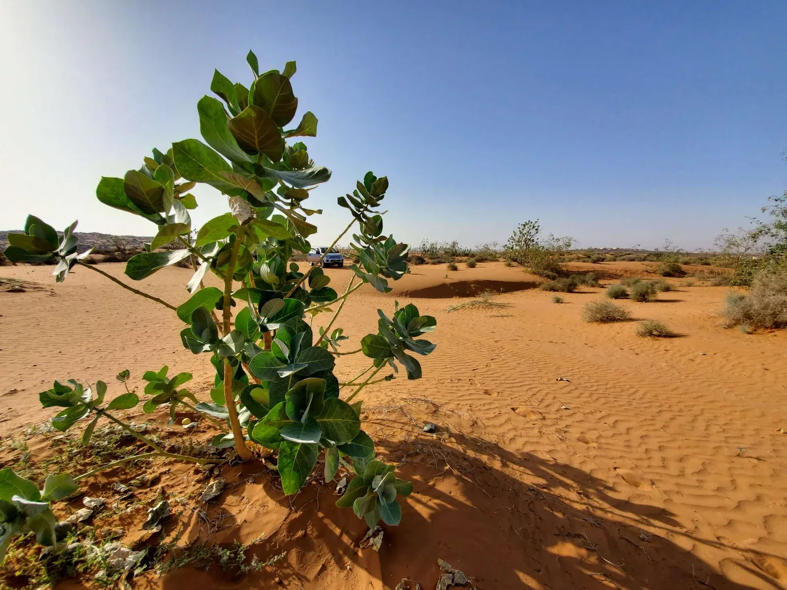 Small Desert Trip photo 8